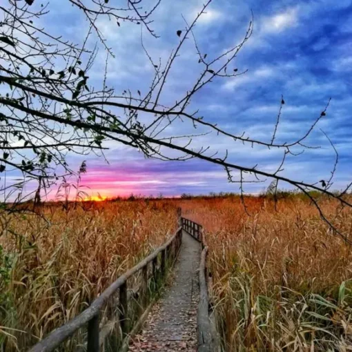 Oasi di Massaciuccoli al tramonto