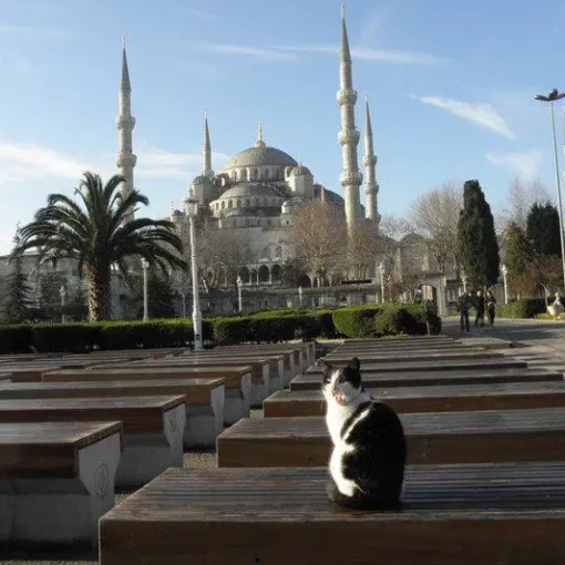 Gatto ad Istanbul
