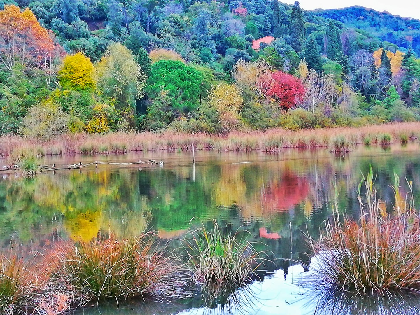 Oasi Lipu di Massaciuccoli, Massarosa, boschi e lago autunnale