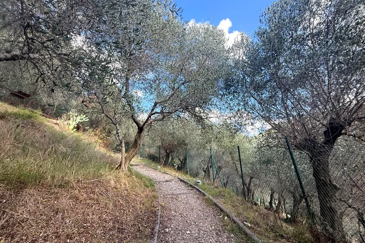Il sentiero tra gli ulivi che porta alla villa dei Venulei